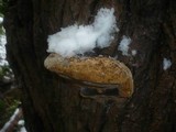 Phellinus igniarius image