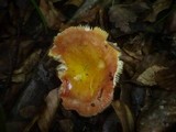 Russula aurea image