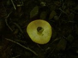 Russula aurea image