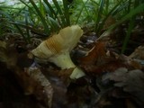 Russula aurea image