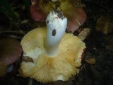 Russula carpini image