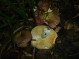Russula carpini image