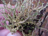 Cladonia scabriuscula image
