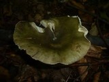Russula cyanoxantha image
