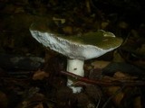 Russula cyanoxantha image