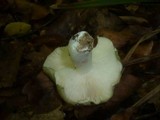 Russula cyanoxantha image