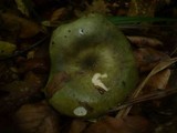 Russula cyanoxantha image