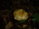 Russula grata image