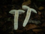 Russula grata image
