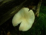 Russula lepida image
