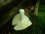Russula lepida image