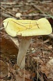 Hygrophorus lucorum image