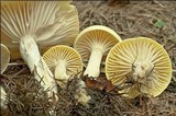 Hygrophorus lucorum image