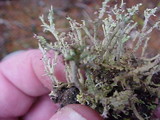 Cladonia scabriuscula image