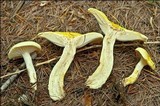 Hygrophorus lucorum image