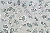 Hygrophorus lucorum image