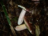 Russula olivacea image