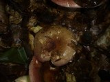 Russula olivacea image