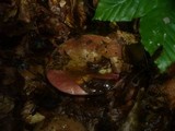 Russula olivacea image