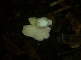 Russula raoultii image