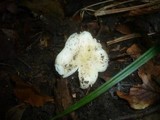 Russula raoultii image