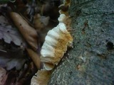 Trametopsis cervina image