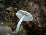 Volvariella hypopithys image