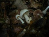 Volvariella hypopithys image
