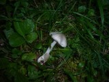 Volvariella murinella image