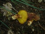 Boletus subtomentosus image