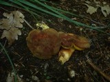 Boletus subtomentosus image