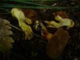 Boletus subtomentosus image
