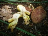Boletus subtomentosus image