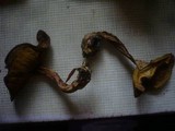 Boletus subtomentosus image