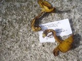 Boletus subtomentosus image