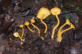 Cantharellus minor image