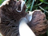 Agaricus semotus image