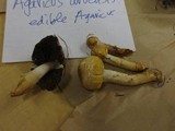 Agaricus semotus image