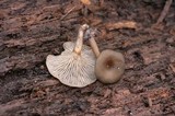Arrhenia epichysium image