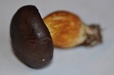 Boletus badius image