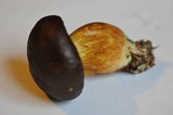 Boletus badius image