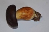 Boletus badius image
