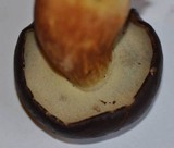 Boletus badius image