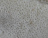 Boletus badius image