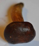 Boletus badius image