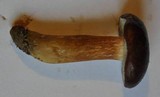 Boletus badius image