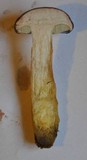 Boletus badius image