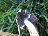 Agaricus semotus image