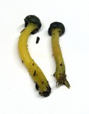 Leotia viscosa image