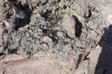 Umbilicaria decussata image